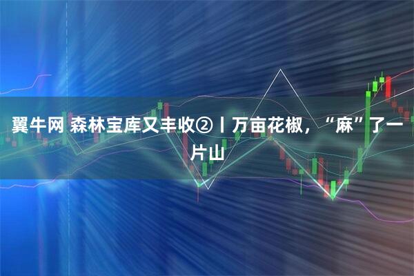 翼牛网 森林宝库又丰收②丨万亩花椒，“麻”了一片山
